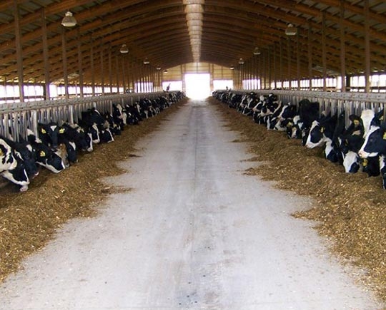 Prefabricated steel dairy